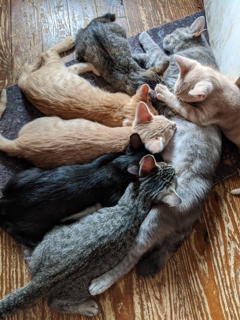 Eden Animal Haven Volunteer Ozarks